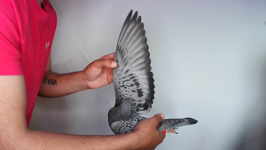 Pigeon image