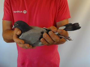 Pigeon image