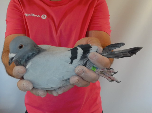 Pigeon image