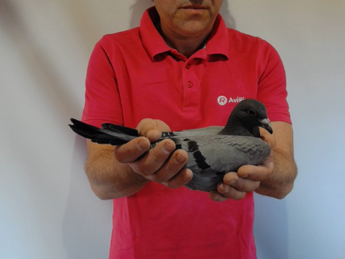 Pigeon image