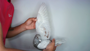 Pigeon image