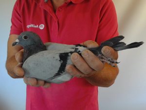 Pigeon image
