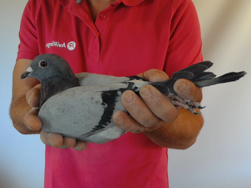 Pigeon image