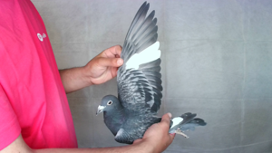 Pigeon image