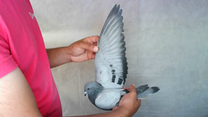 Pigeon image