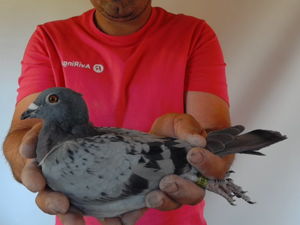 Pigeon image
