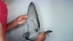 Pigeon image