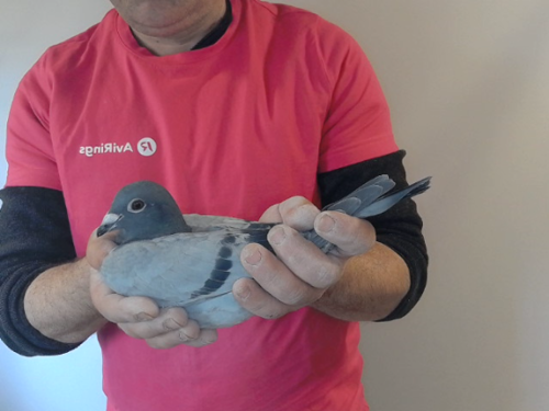 Pigeon image