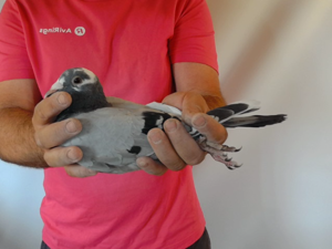 Pigeon image