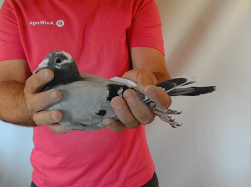 Pigeon image