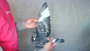 Pigeon image