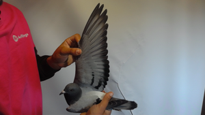 Pigeon image