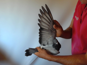 Pigeon image