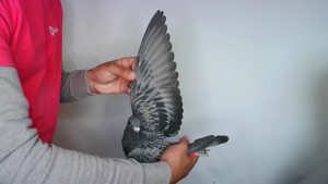 Pigeon image