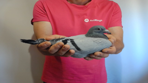 Pigeon image