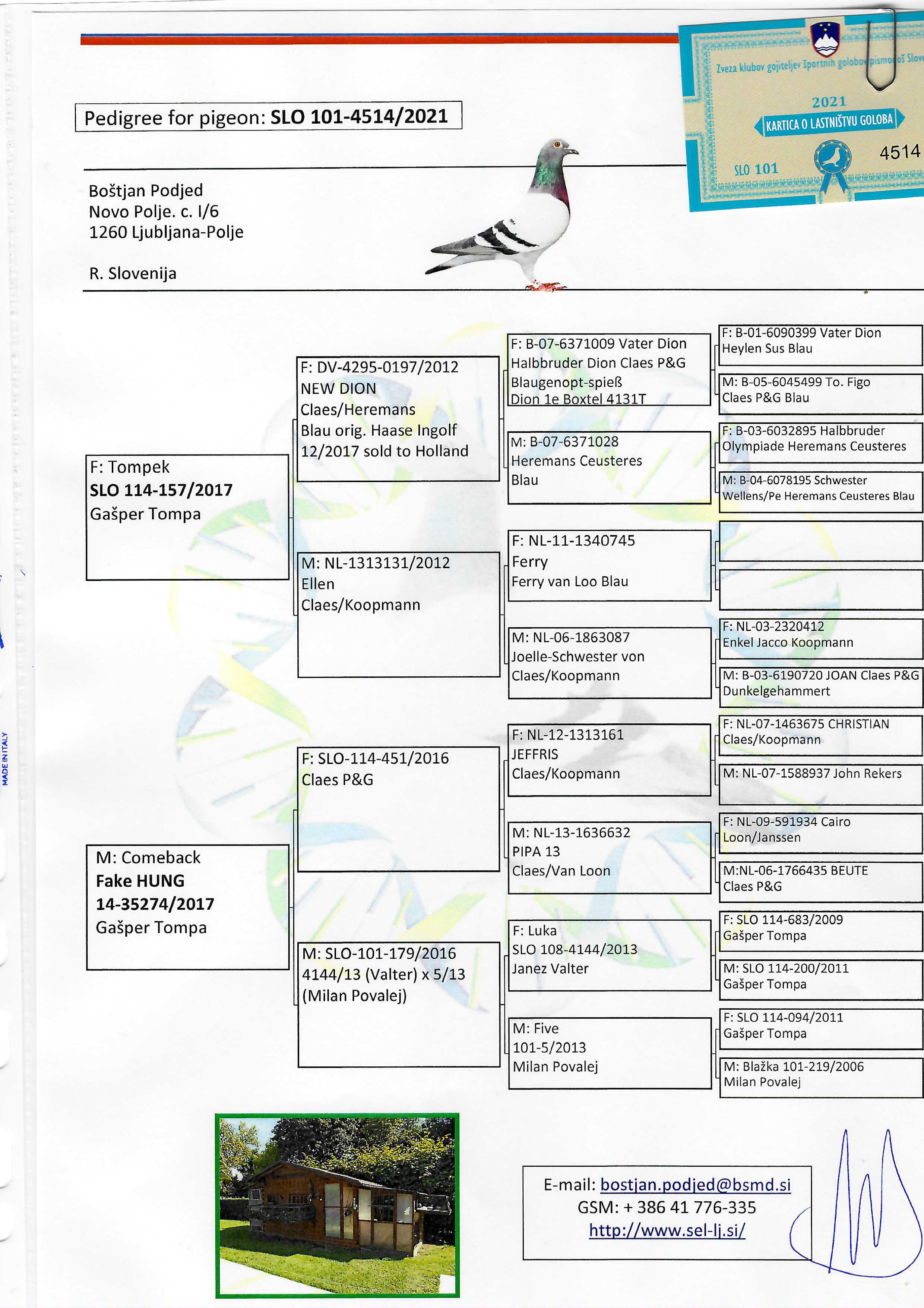 Pigeon pedigree image