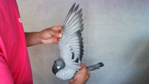 Pigeon image