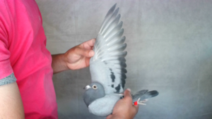 Pigeon image