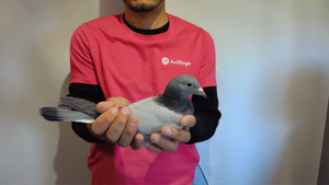 Pigeon image