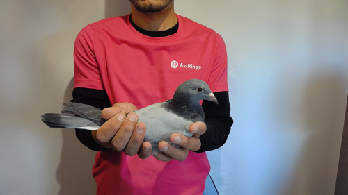 Pigeon image