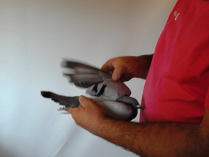 Pigeon image