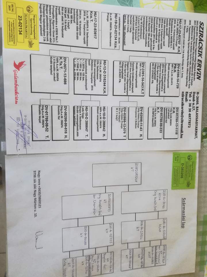 Pigeon pedigree image