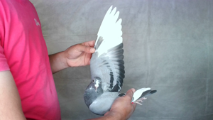 Pigeon image