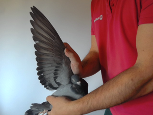 Pigeon image