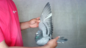 Pigeon image