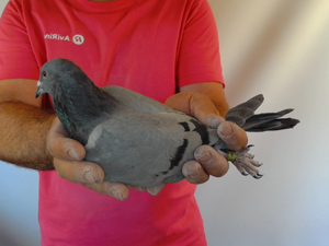 Pigeon image