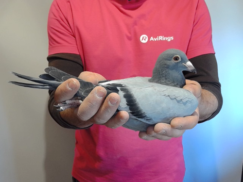 Pigeon image