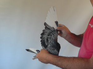 Pigeon image