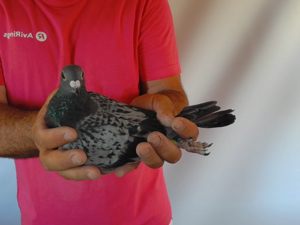 Pigeon image