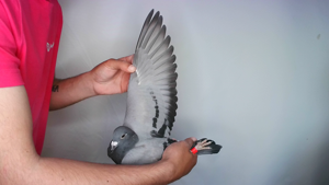 Pigeon image