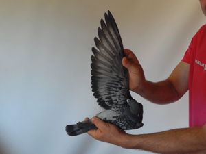 Pigeon image