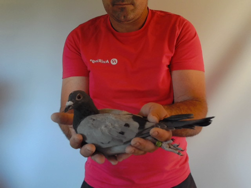 Pigeon image