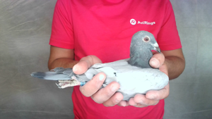 Pigeon image