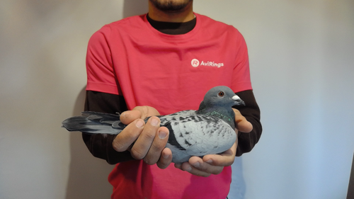 Pigeon image