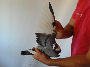 Pigeon image