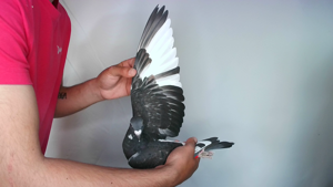 Pigeon image