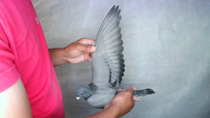 Pigeon image