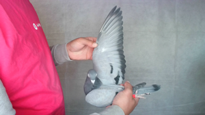 Pigeon image