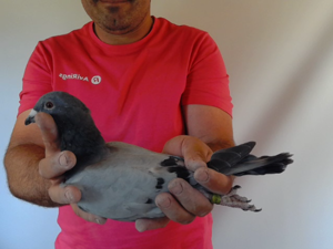 Pigeon image