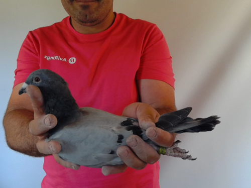 Pigeon image