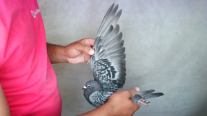 Pigeon image