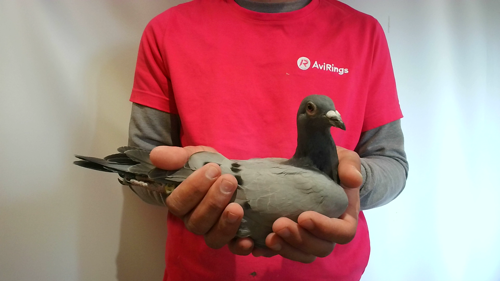 Pigeon image