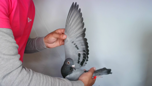 Pigeon image
