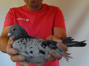 Pigeon image