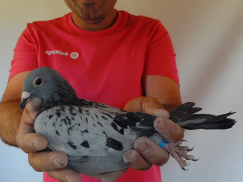 Pigeon image