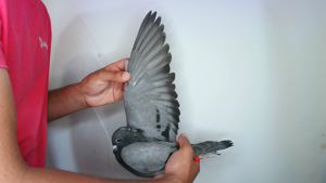 Pigeon image